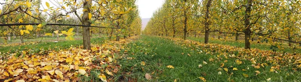 Apple orchard after harvesting, autumn concept,mid of november — Stock Photo, Image