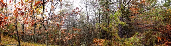Panoramiczny zarys drzew w lesie jesienią — Zdjęcie stockowe