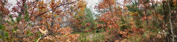 Panoramic image of a trees in forest in autumn — Stock Photo, Image