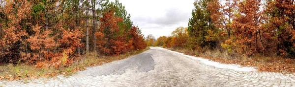 Panoramic image of a trees in forest in autumn — Stock Photo, Image