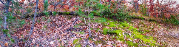 Imagen panorámica de un árbol en el bosque en otoño — Foto de Stock