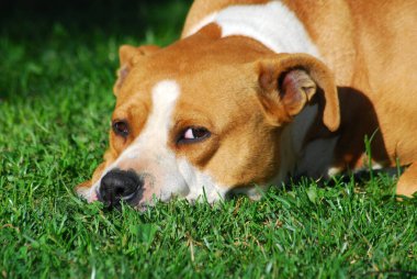 American Staffordshire Teriyeri, çimlerin üzerinde yatıyor.