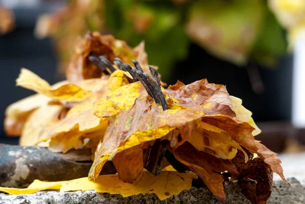 Folhas de outono no ancinho velho — Fotografia de Stock