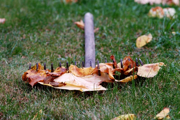 Autumn leaves on old rake — Stock Photo, Image