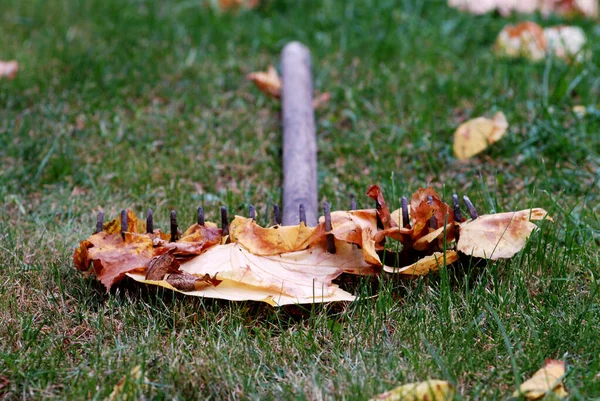 Hojas de otoño en rastrillo viejo —  Fotos de Stock