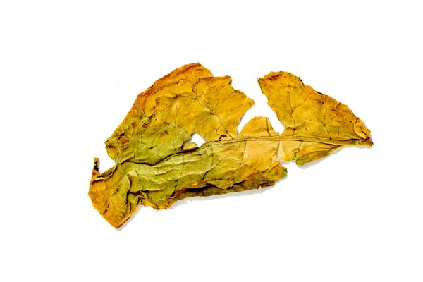 Feuille de tabac sèche — Photo