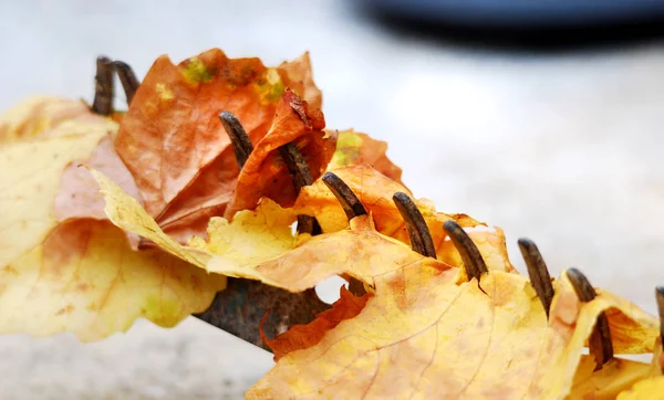 Folhas de outono no ancinho velho — Fotografia de Stock