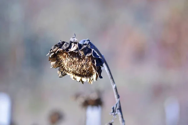 Wilted sunflower plant on the field in november — Stock Photo, Image