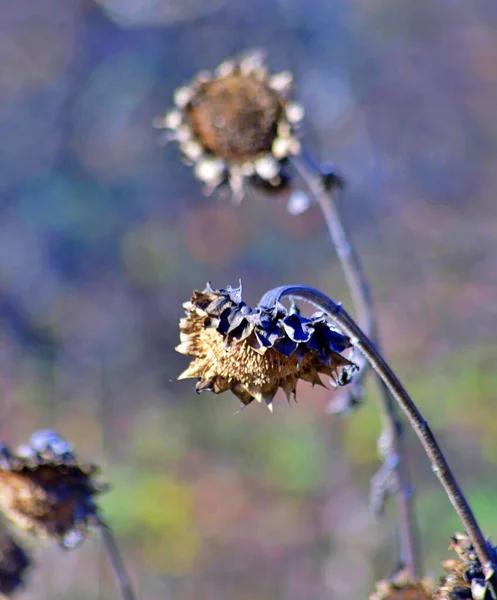 Planta de girassol murcha no campo em novembro — Fotografia de Stock