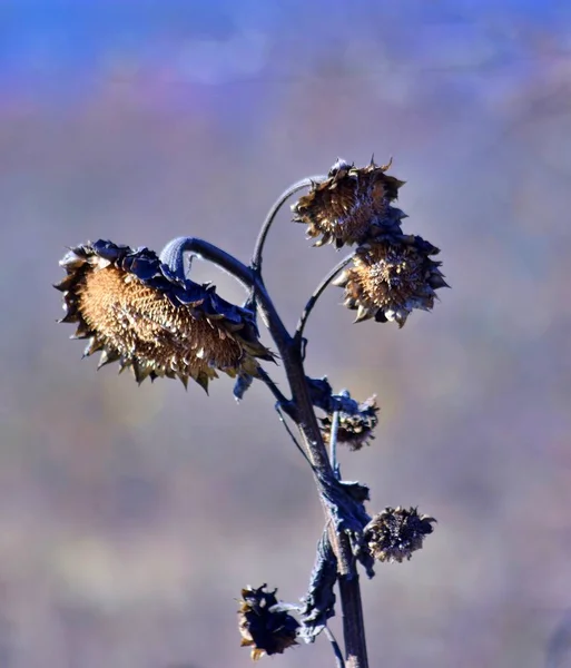 Planta de girassol murcha no campo em novembro — Fotografia de Stock