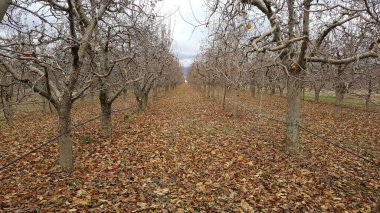 Aralıktaki bir meyve bahçesinde düşen elma yaprakları