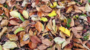 Aralıktaki bir meyve bahçesinde düşen elma yaprakları