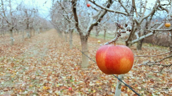 Apples on the tree in an orchard in december — Stock Photo, Image