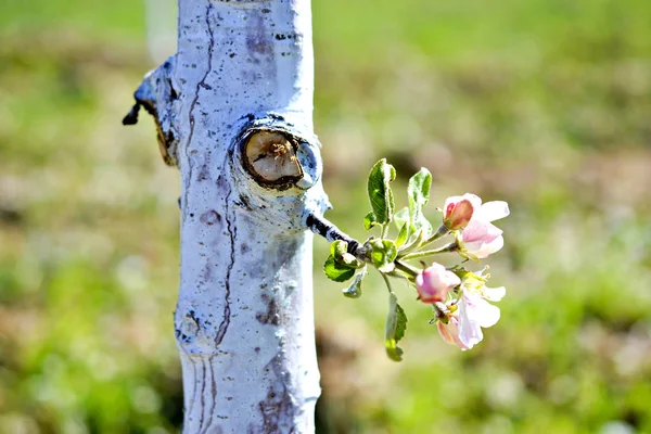 Apple tree protected with bordeaux mixture against decease — Stock Image Apple tree protected with bordeaux mixture against decease Stock Picture