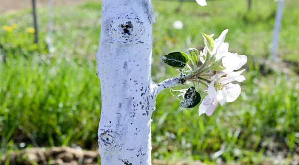 Apple tree protected with bordeaux mixture against decease — Stock Image Apple tree protected with bordeaux mixture against decease Royalty Free Stock Photos