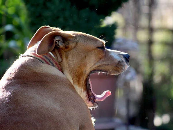 Amerykański staffordshire terrier obraz — Zdjęcie stockowe