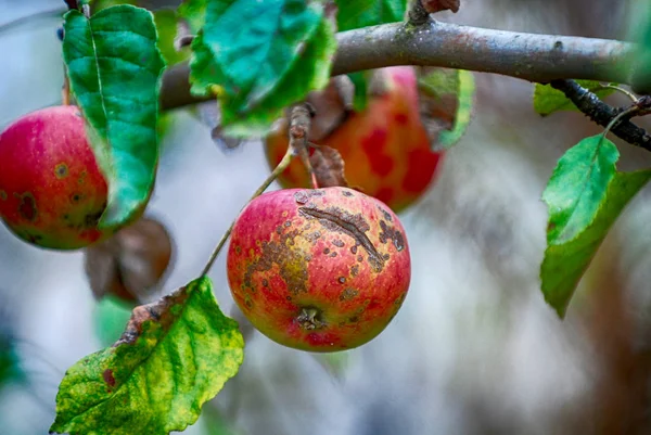 Mancha e rachaduras necróticas causaram crosta de maçã, Venturia inaequalis, em uma maçã madura na árvore. — Fotografia de Stock