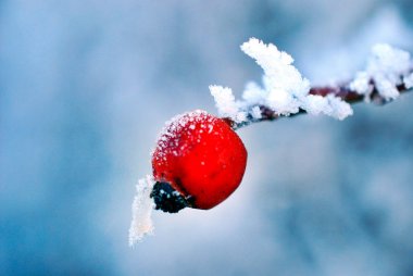Gül kalça böğürtleninde don