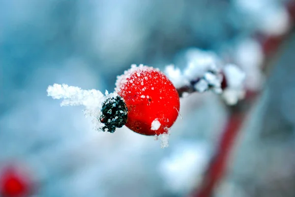 Frost on a rose hips berries — 스톡 사진