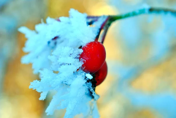 Frost on a rose hips berries — 스톡 사진