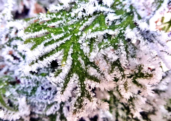 Frozen fog waterdrops ,ice frost on a plant — 스톡 사진