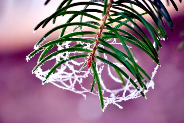 Gotas de água congeladas do nevoeiro, geada de gelo em uma planta — Fotografia de Stock