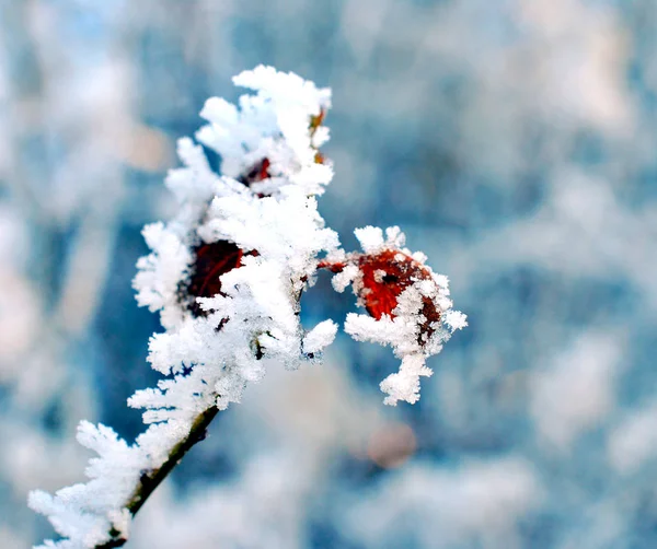 Zamrzlé vodní kapky, ledový mráz na rostlině — Stock fotografie