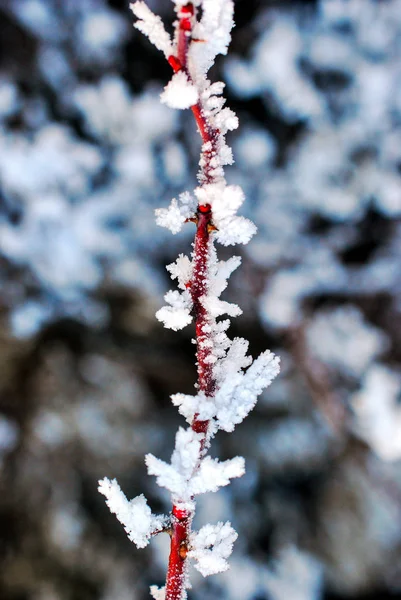 Gouttes d'eau de brouillard congelées, givre sur une plante — Photo