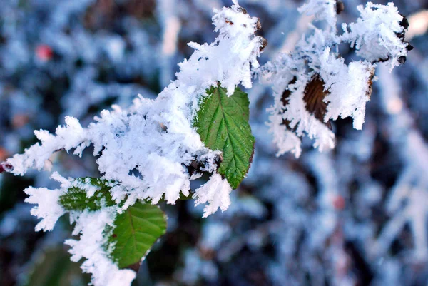 Gotas de água congeladas do nevoeiro, geada de gelo em uma planta — Fotografia de Stock