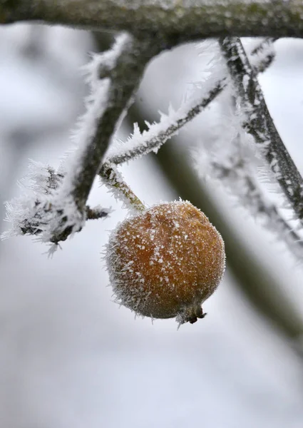 Reggeli fagy egy rothadt almán egy fán januárban — Stock Fotó