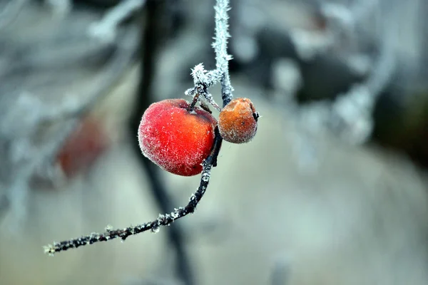 Rotten frozen apple forgotten on a tree, winter concept — 스톡 사진
