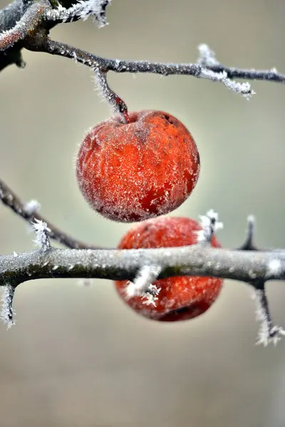 Rotten frozen apple forgotten on a tree, winter concept — 스톡 사진