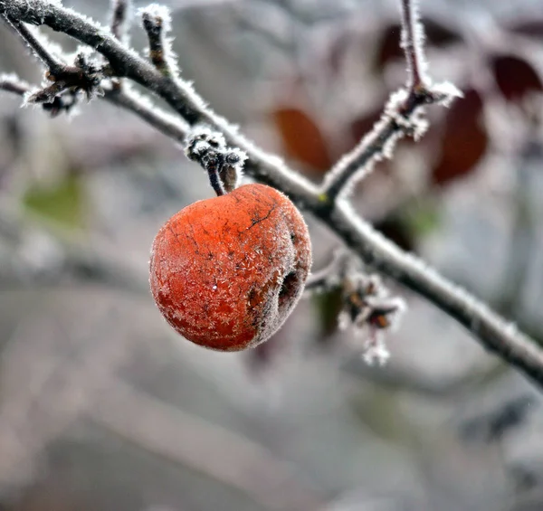 Rotten frozen apple forgotten on a tree, winter concept — 스톡 사진