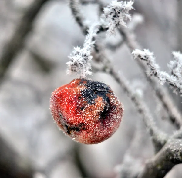 Rotten frozen apple forgotten on a tree, winter concept — 스톡 사진