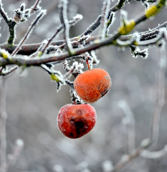 Rotten frozen apple forgotten on a tree, winter concept — 스톡 사진
