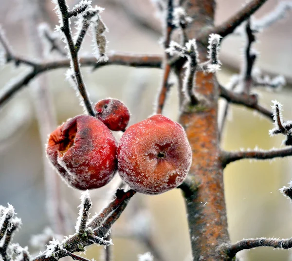 Rotten frozen apple forgotten on a tree, winter concept — 스톡 사진