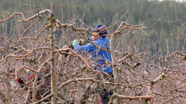 Tanımlanamayan çiftçi Ocak ve Ocak aylarında elma ağacı buduyor.