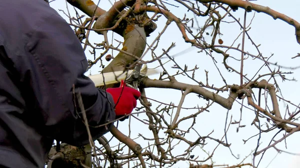 Granjero irreconocible poda manzano en el y de enero — Foto de Stock