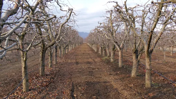 pruned apple orchard in winter