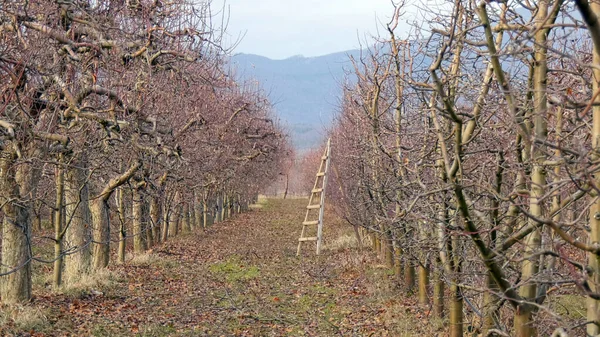 Kışın budanmalıdır elma bahçesi