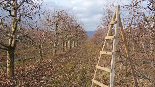 Kışın budanmalıdır elma bahçesi
