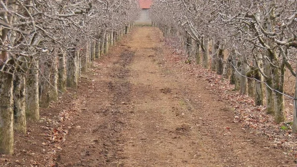 pruned apple orchard in winter image