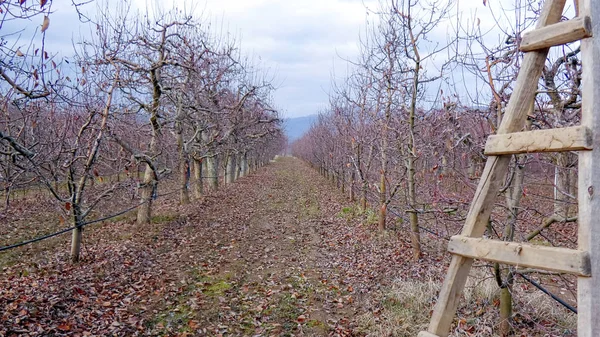 Pruned apple orchard in winter — Stock Photo, Image
