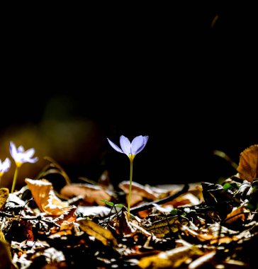 Doğada beatuful crocus çiçeği