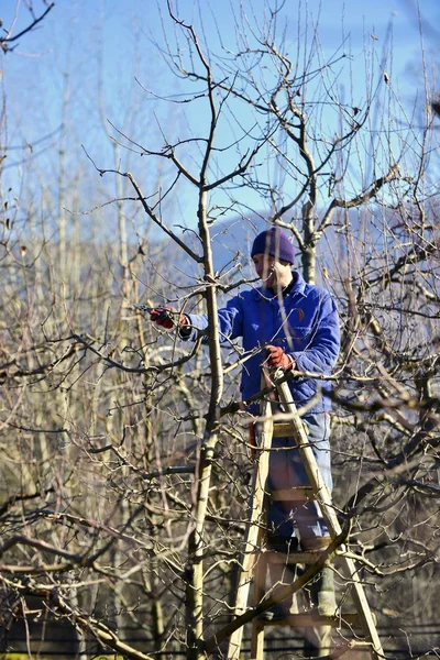 RESEN, MACEDONIA. 1 de febrero de 2020- Poda del manzano en el huerto de Resen, Prespa, Macedonia. Prespa es conocida región de Macedonia en la producción de manzanas de alta calidad . — Foto de Stock