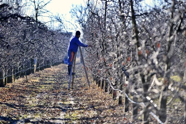 Resen, Makedonie. 1. února 2020 - Farmář prořezává jabloně v sadu v Resen, Prespa, Makedonie. Prespa je známá oblast v Makedonii na výrobu vysoce kvalitních jablek. — Stock fotografie