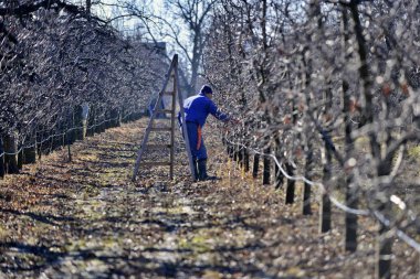 RESEN, MACEDONIA. february 1, 2020- Farmer pruning apple tree in orchard in Resen, Prespa, Macedonia. Prespa is well known region in Macedonia on producing high quality apples. clipart