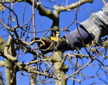 Faremer kışın elma bahçesini buduyor