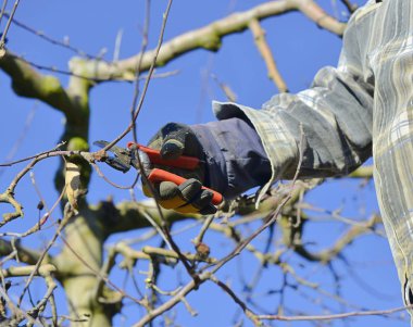 Faremer kışın elma bahçesini buduyor