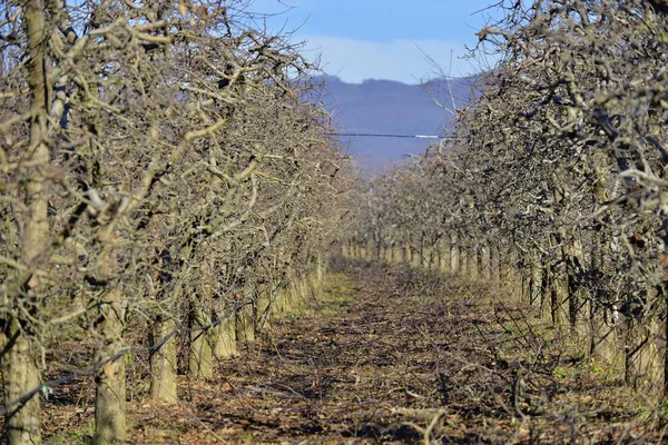Pruned apple orchard trees in winter — Stock Photo, Image